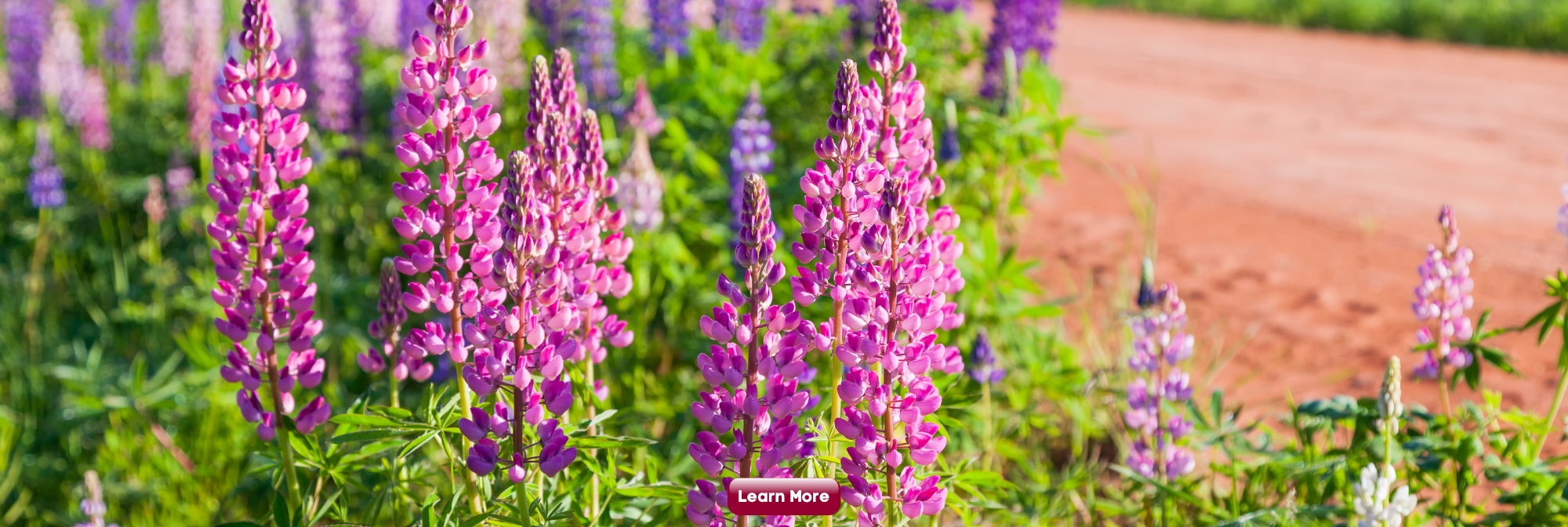 Vital Signs Teaser Slide